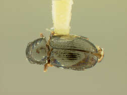 Image of Chaetocnema labiosa R. White 1996