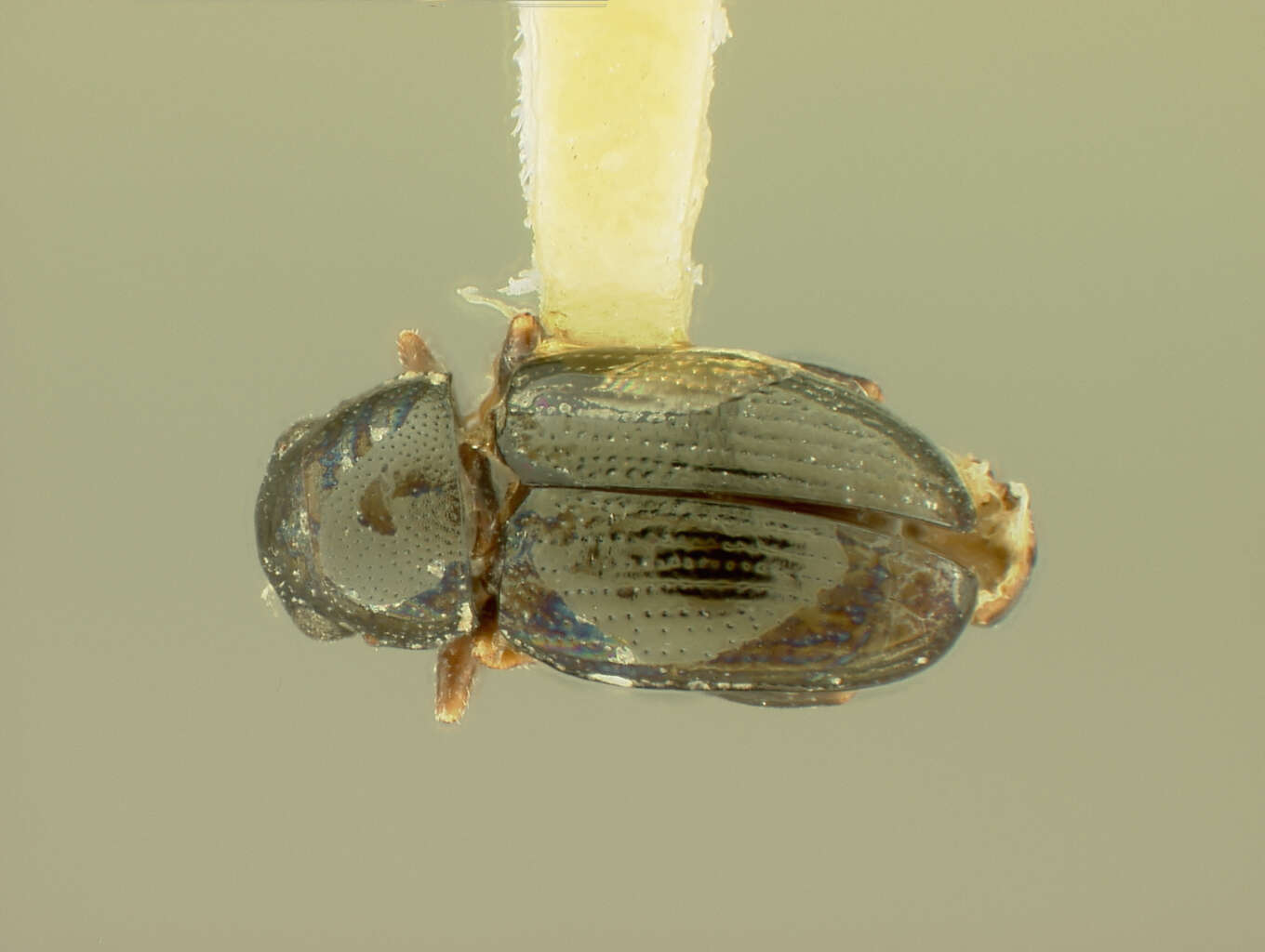 Image of Chaetocnema labiosa R. White 1996