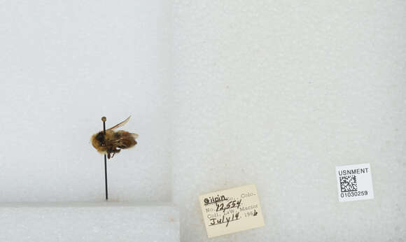 Image de Bombus sylvicola Kirby 1837