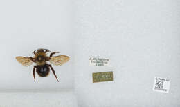 Image of Bombus campestris (Panzer 1801)