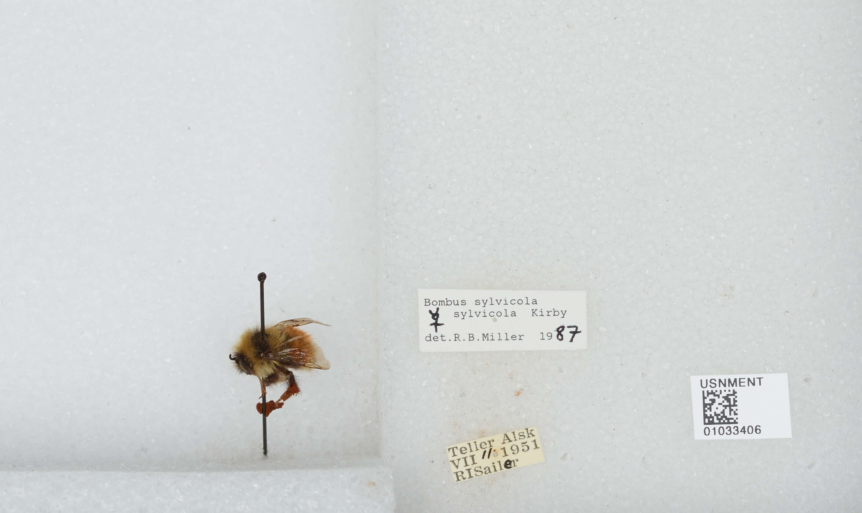 Image de Bombus sylvicola Kirby 1837