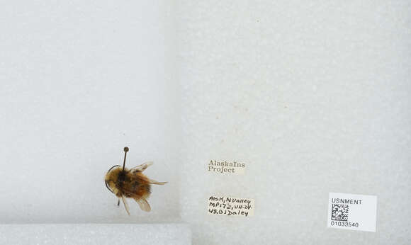 Image de Bombus sylvicola Kirby 1837