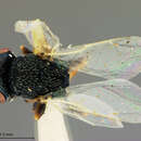 Neocatolaccus tylodermae (Ashmead 1893) resmi