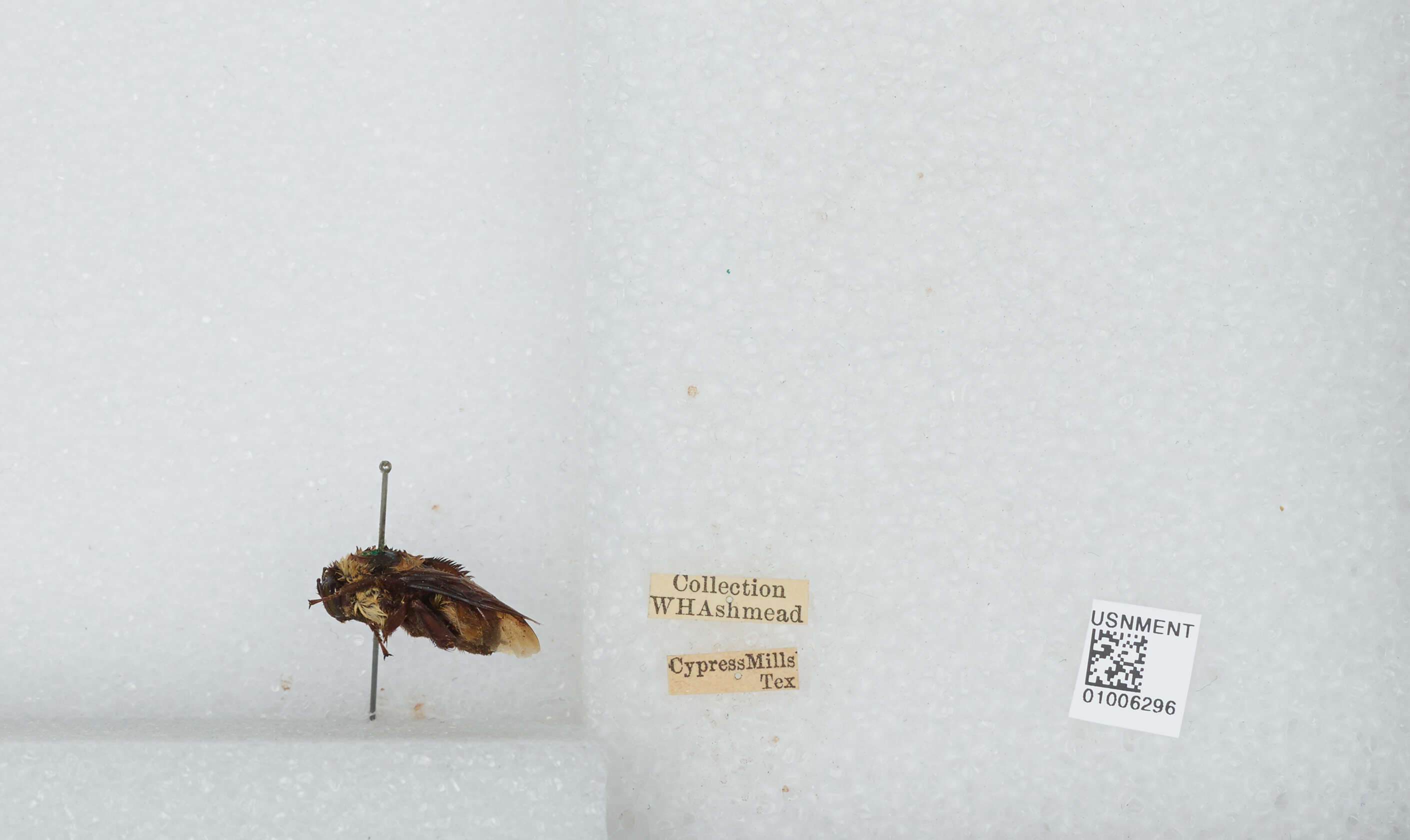 Слика од Bombus fraternus (Smith 1854)