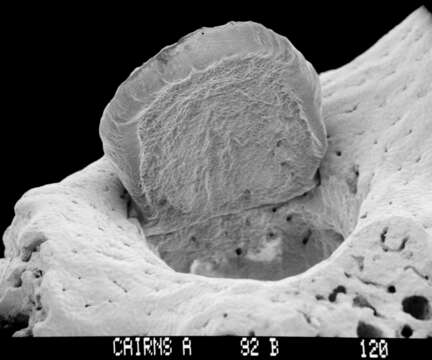 Image of Adelopora pseudothyron Cairns 1982