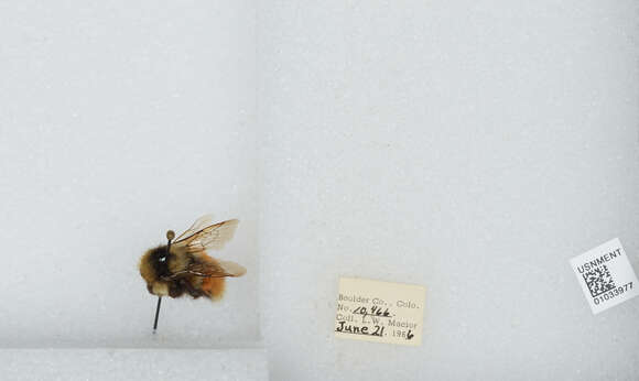 Image de Bombus sylvicola Kirby 1837