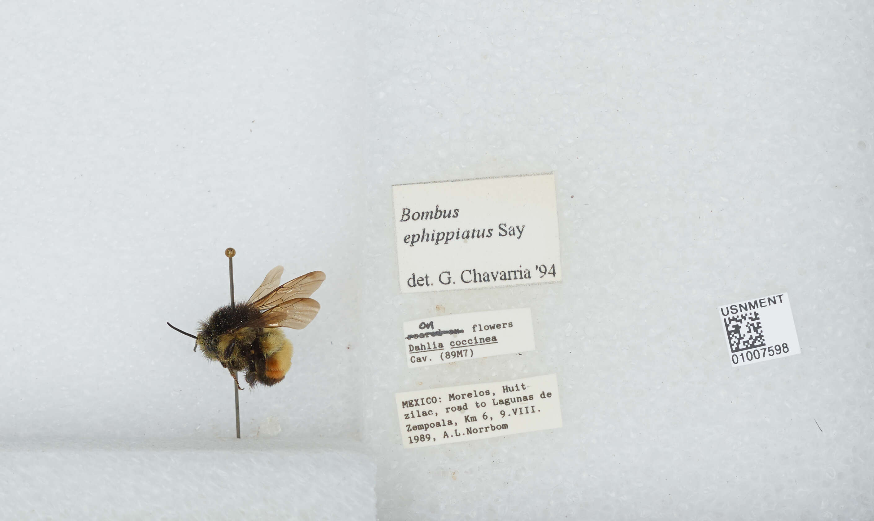 Image of Bombus ephippiatus Say 1837