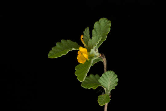 Image of damiana