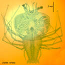 Image of <i>Scyllarus martensii</i> Pfeffer 1881