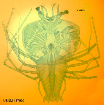 Image of <i>Scyllarus martensii</i>