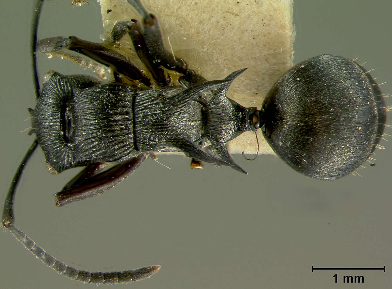 Image de Polyrhachis geminata Mann 1919