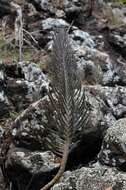 Image of Chandelier plant