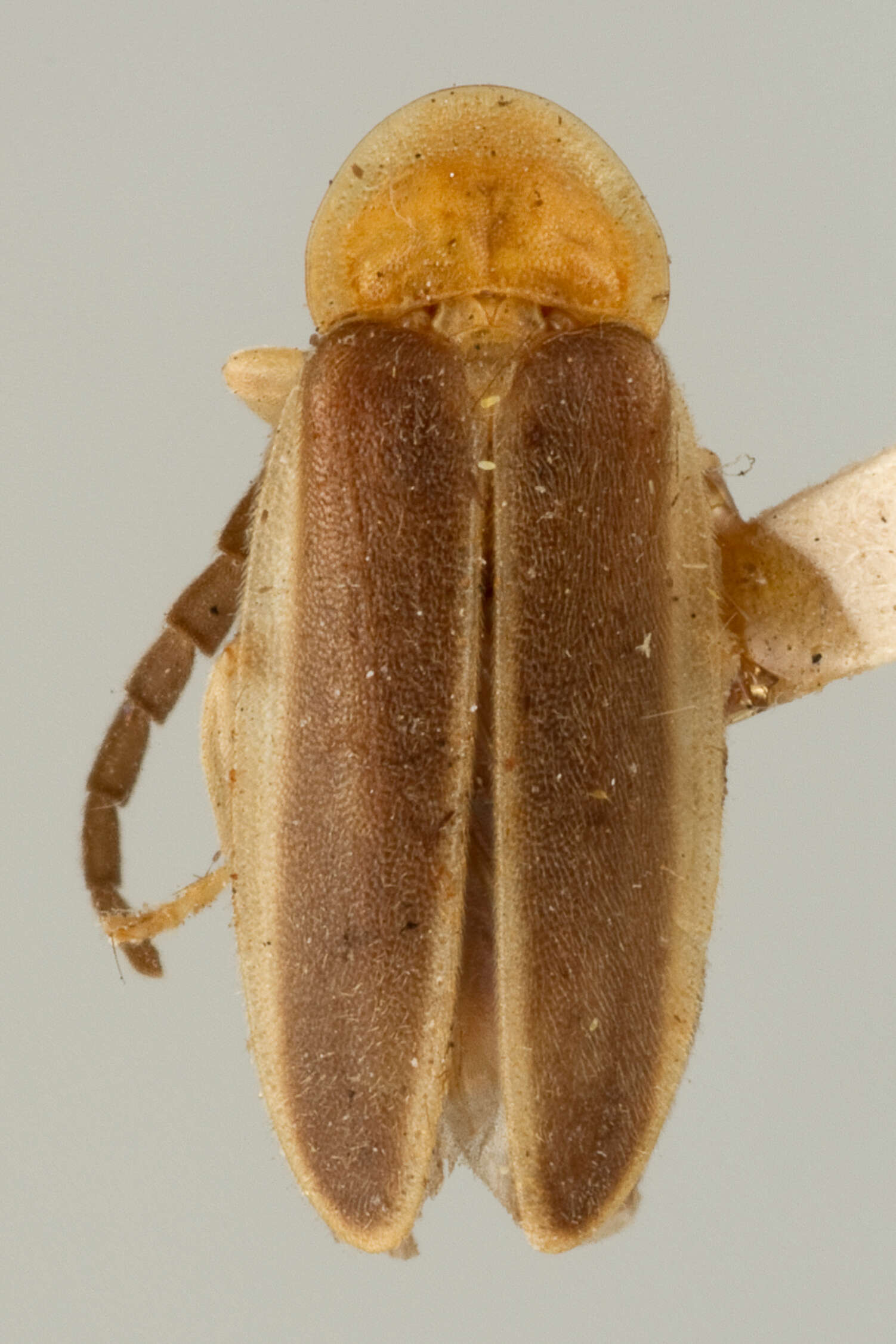 Image of Lucidota fulvotincta var. flavicollis Mutchler