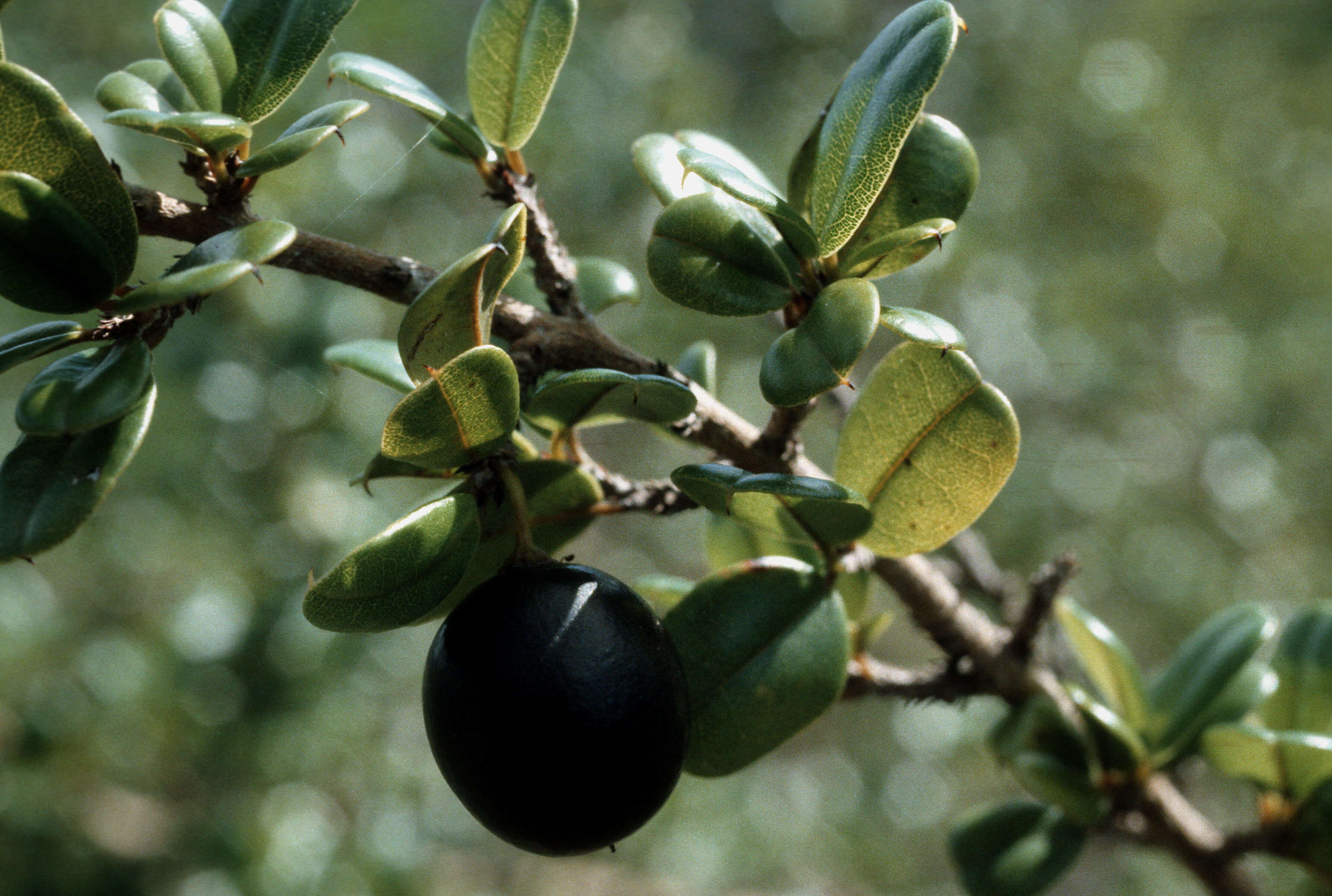 Image of sloe