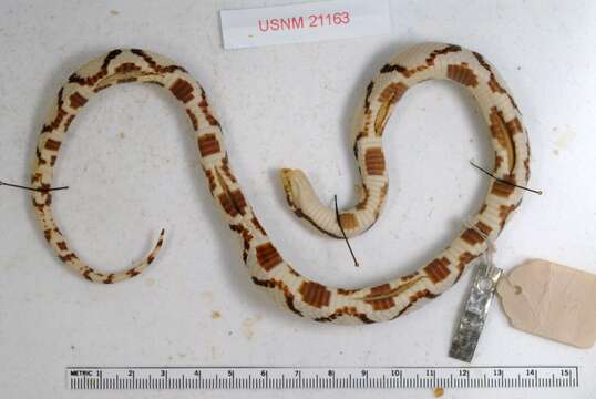 Image of Lampropeltis elapsoides (Holbrook 1838)