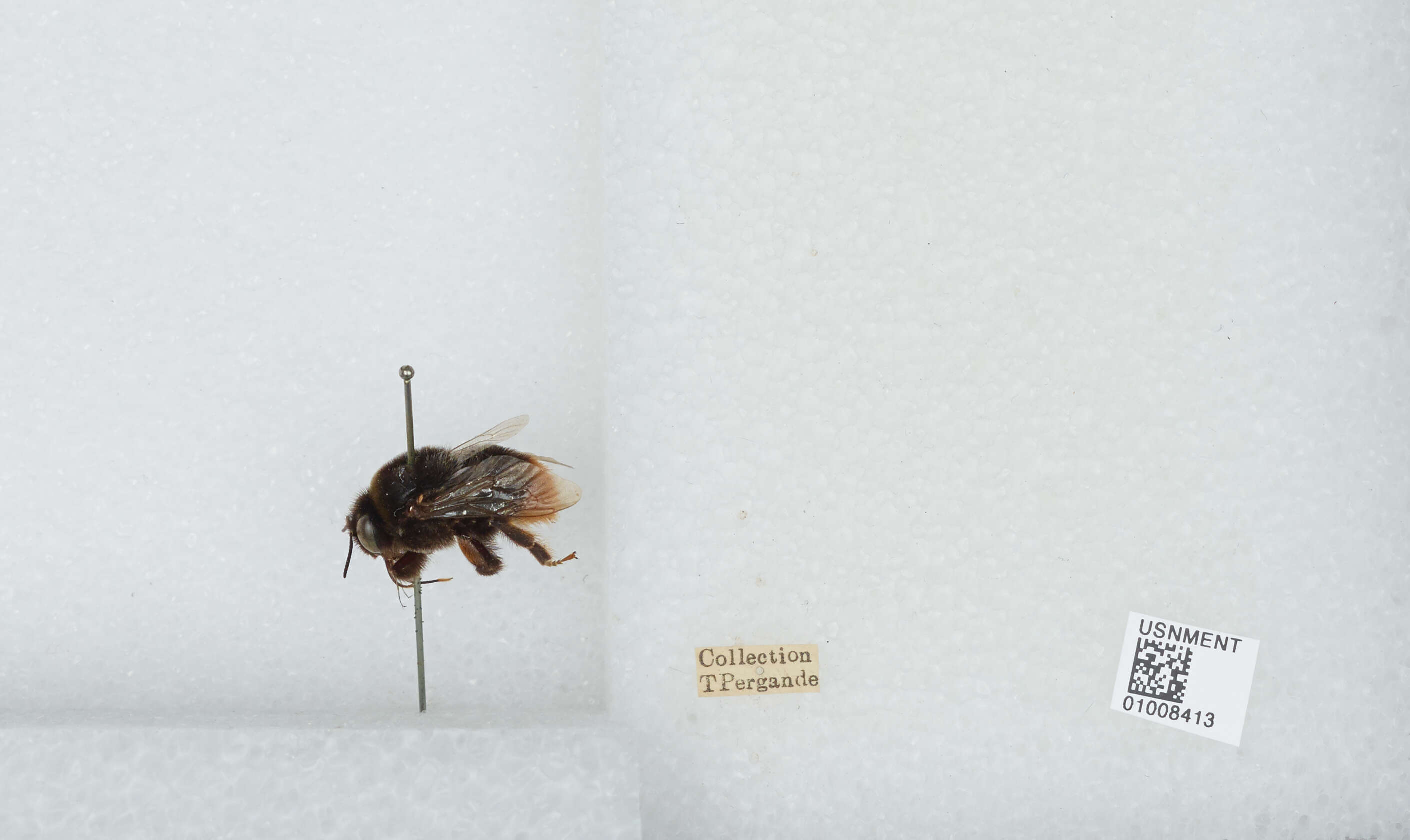 Слика од Bombus confusus Schenck 1861