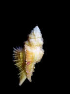 Image of Chicoreus miyokoae (Kosuge 1979)