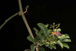 Image of Mexican passionflower