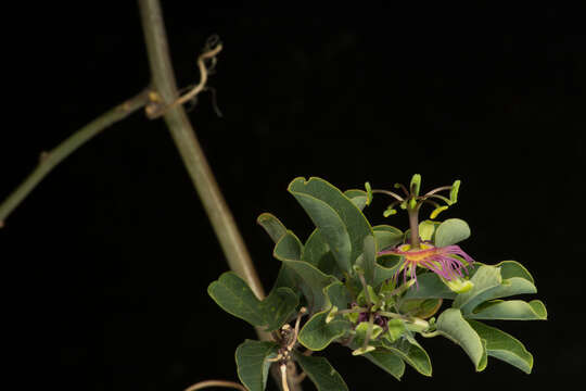 Sivun Passiflora mexicana A. Juss. kuva