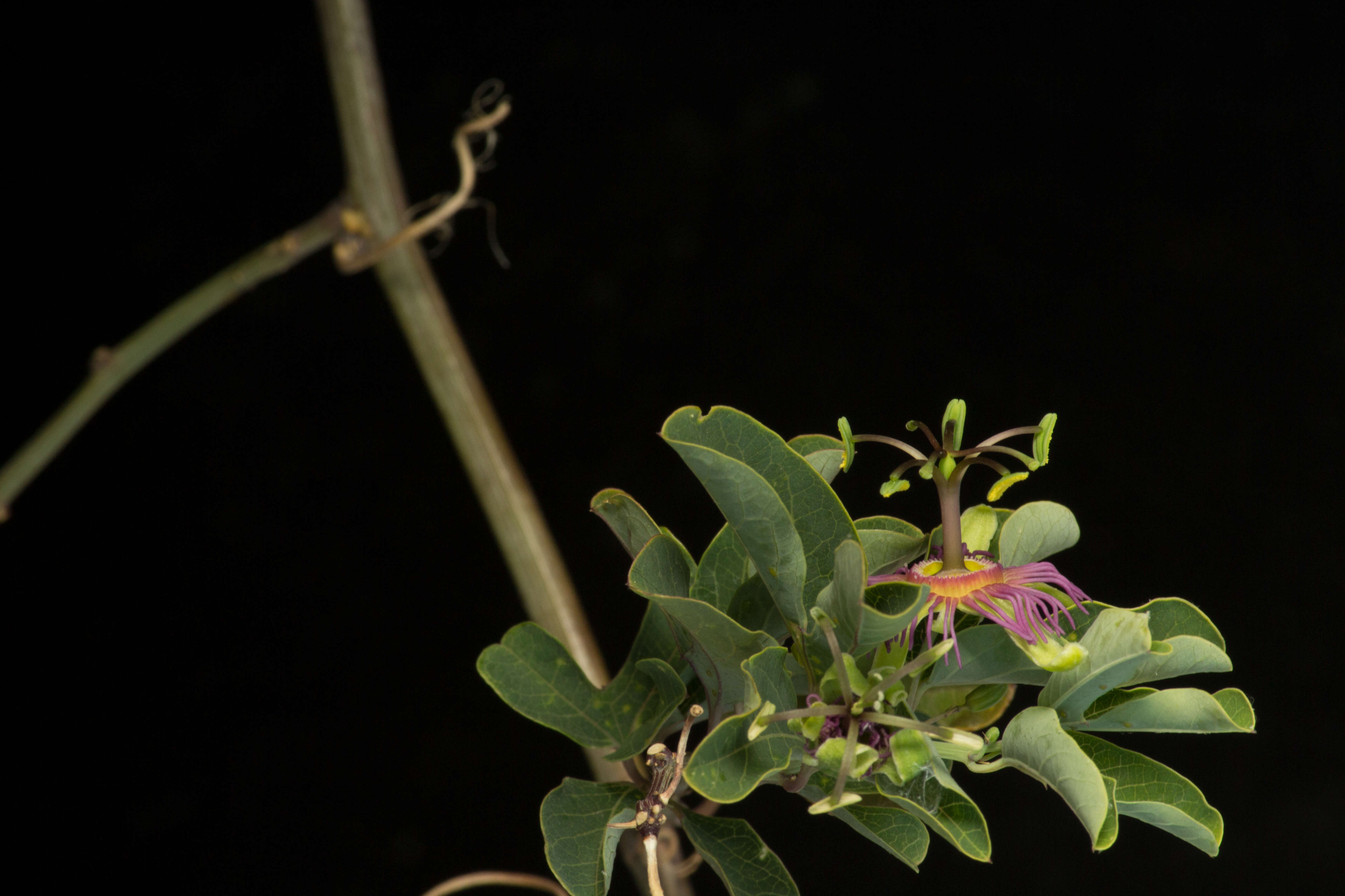 Passiflora mexicana A. Juss. resmi