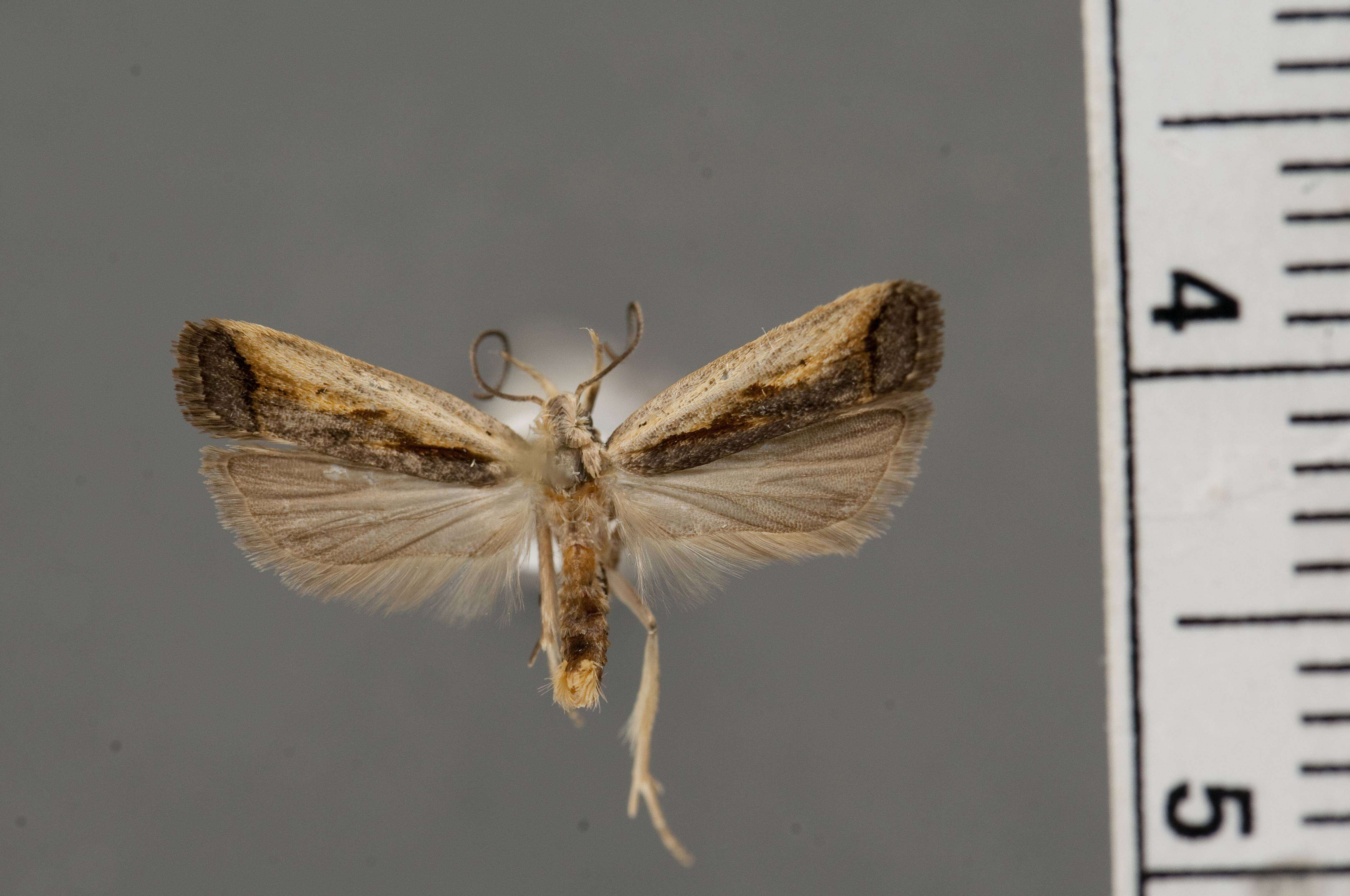 Image of Dichomeris scrutaria Hodges 1986