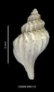 Image of Enixotrophon macquariensis (Powell 1957)