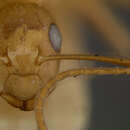 Image de Camponotus maudella seemanni Mann 1921