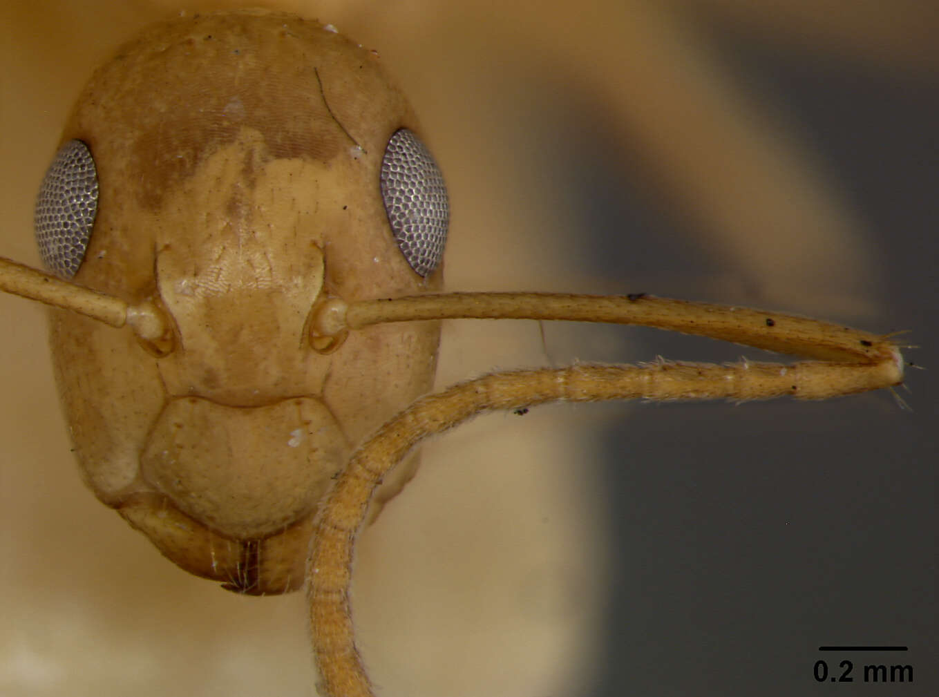 Image of Camponotus maudella seemanni Mann 1921