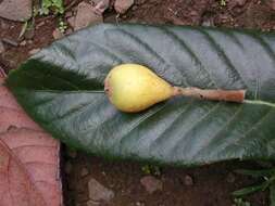 Image of loquat