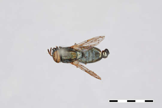 Image of Chrysogaster bellulus Williston