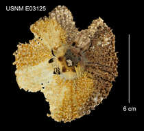 Image of Pale spine fire urchin