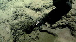 Image of Ampheraster alaminos Downey 1971