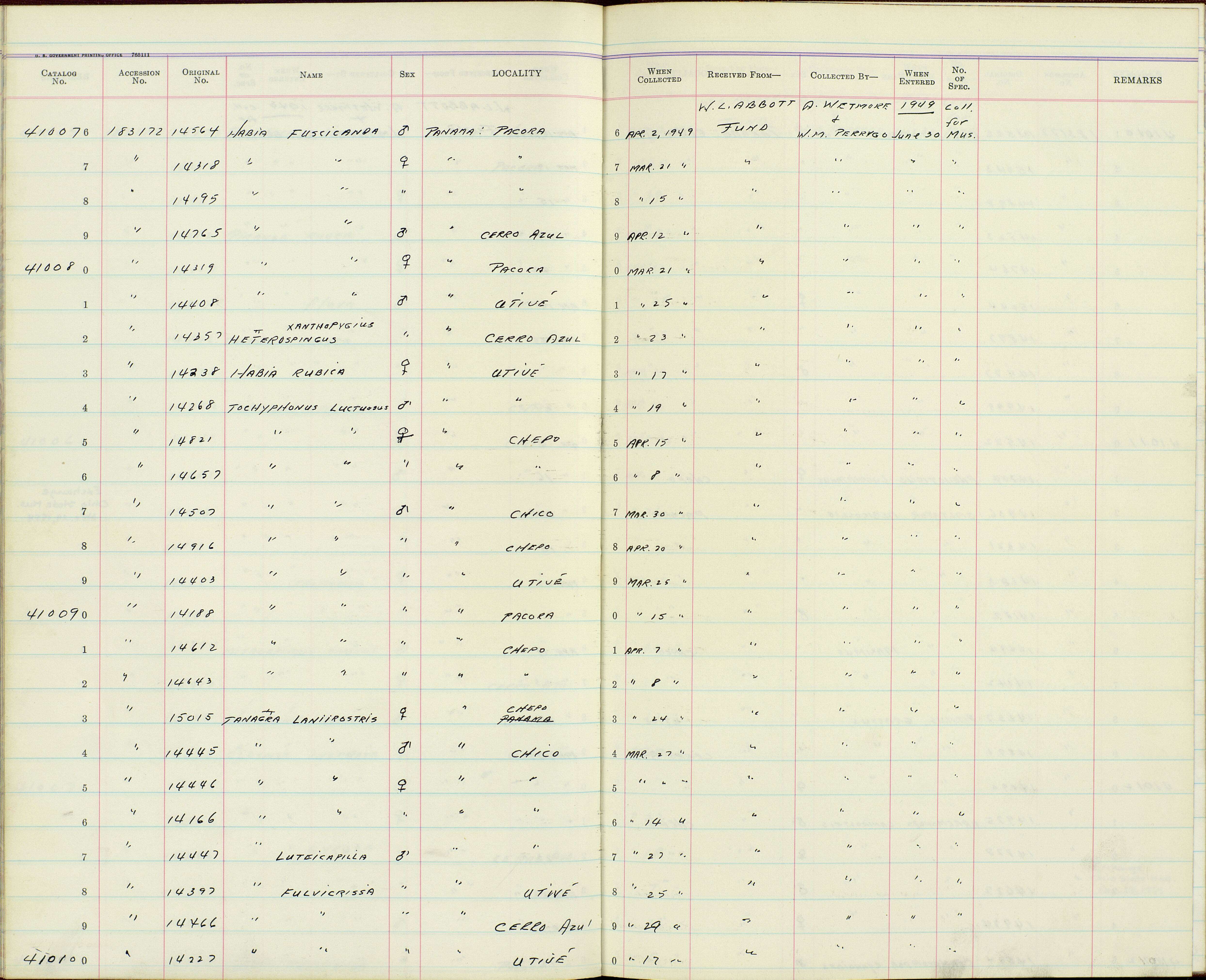 Image of Habia fuscicauda willisi Parkes 1969