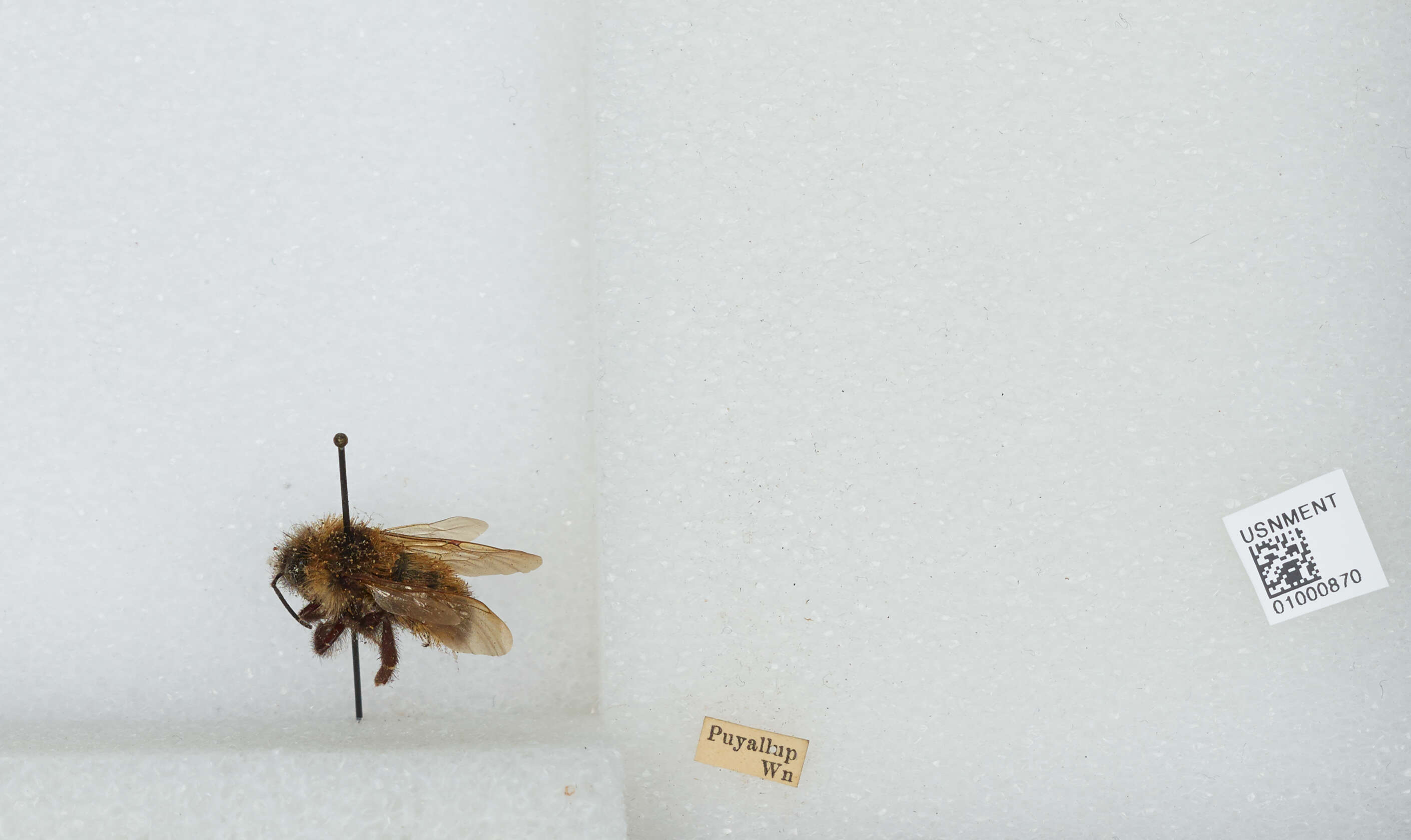 Image de Bombus insularis (Smith 1861)