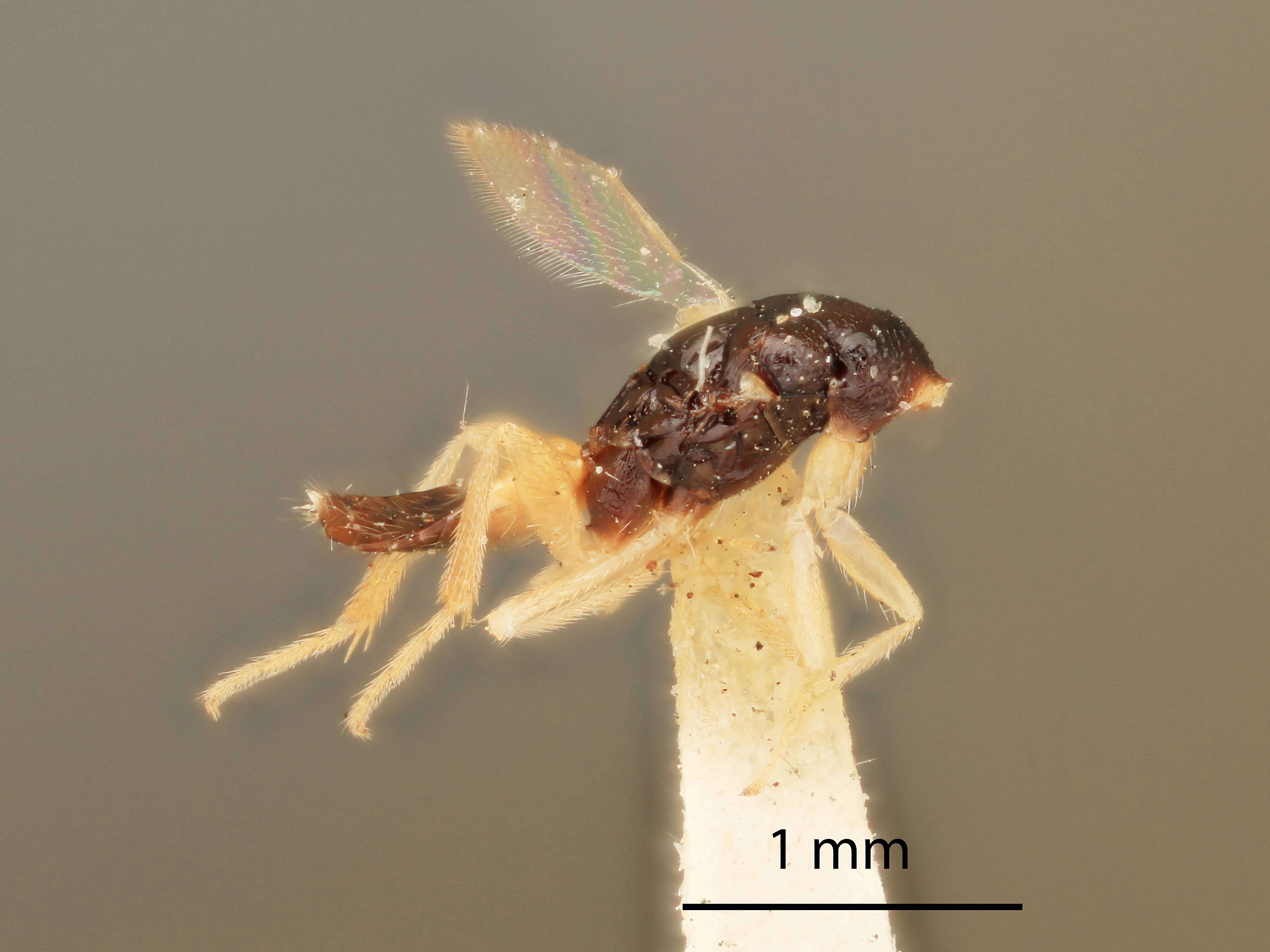 Image of Euplectrus Westwood 1832