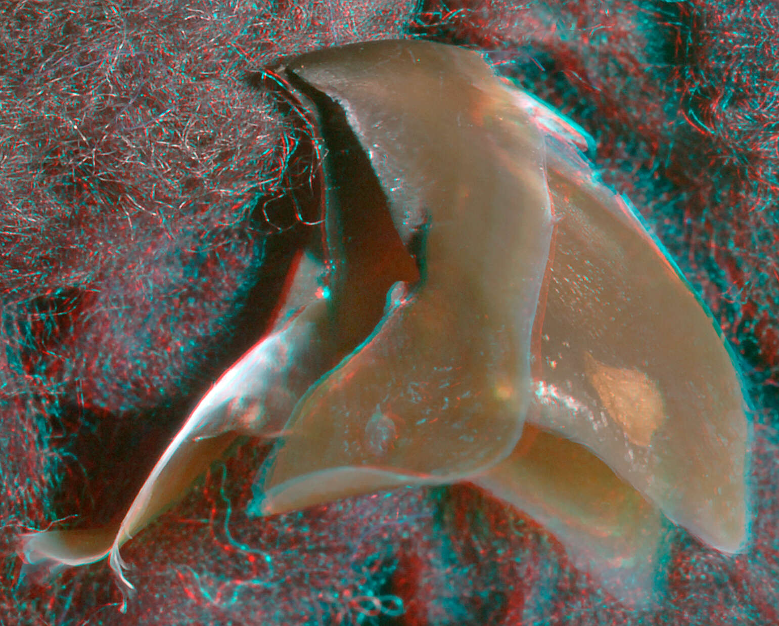 Image of Atlantic bird squid