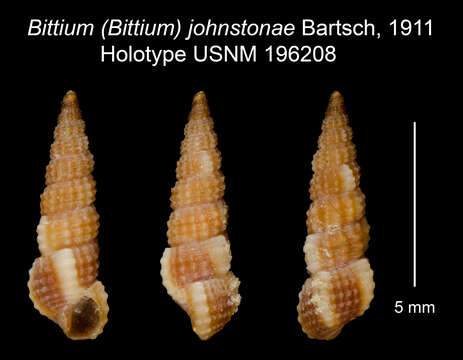 Image of Lirobittium johnstonae (Bartsch 1911)