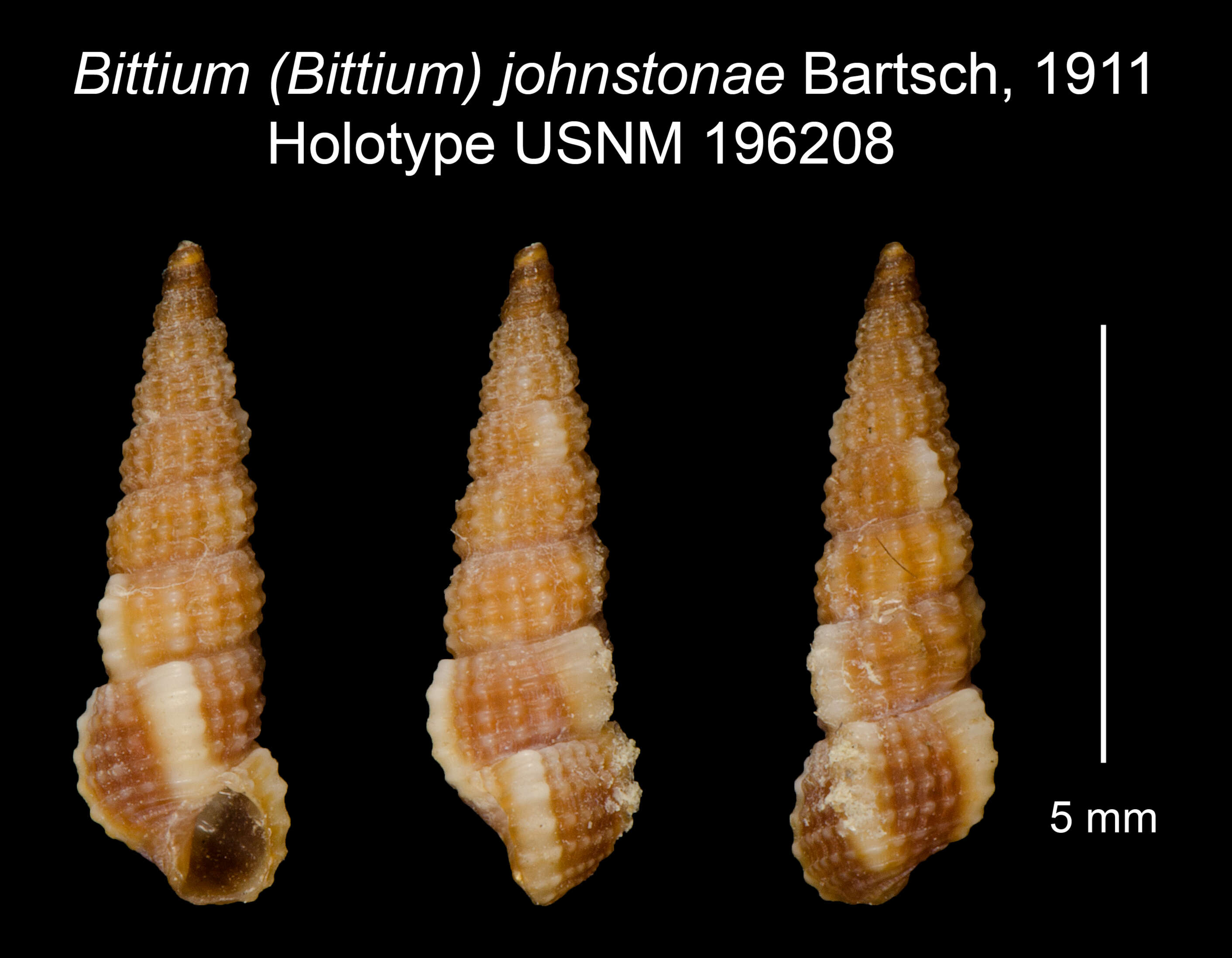 Image of Lirobittium johnstonae (Bartsch 1911)