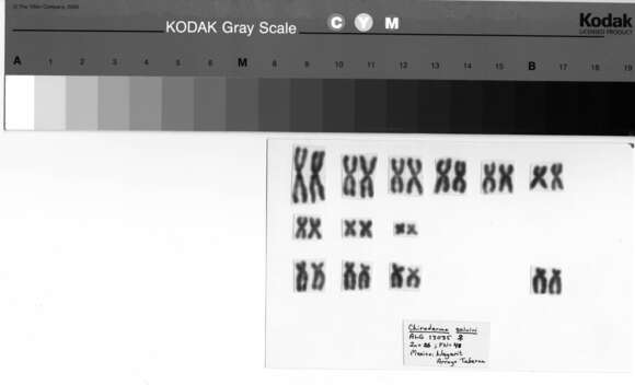 Image of Chiroderma salvini scopaeum Handley 1966