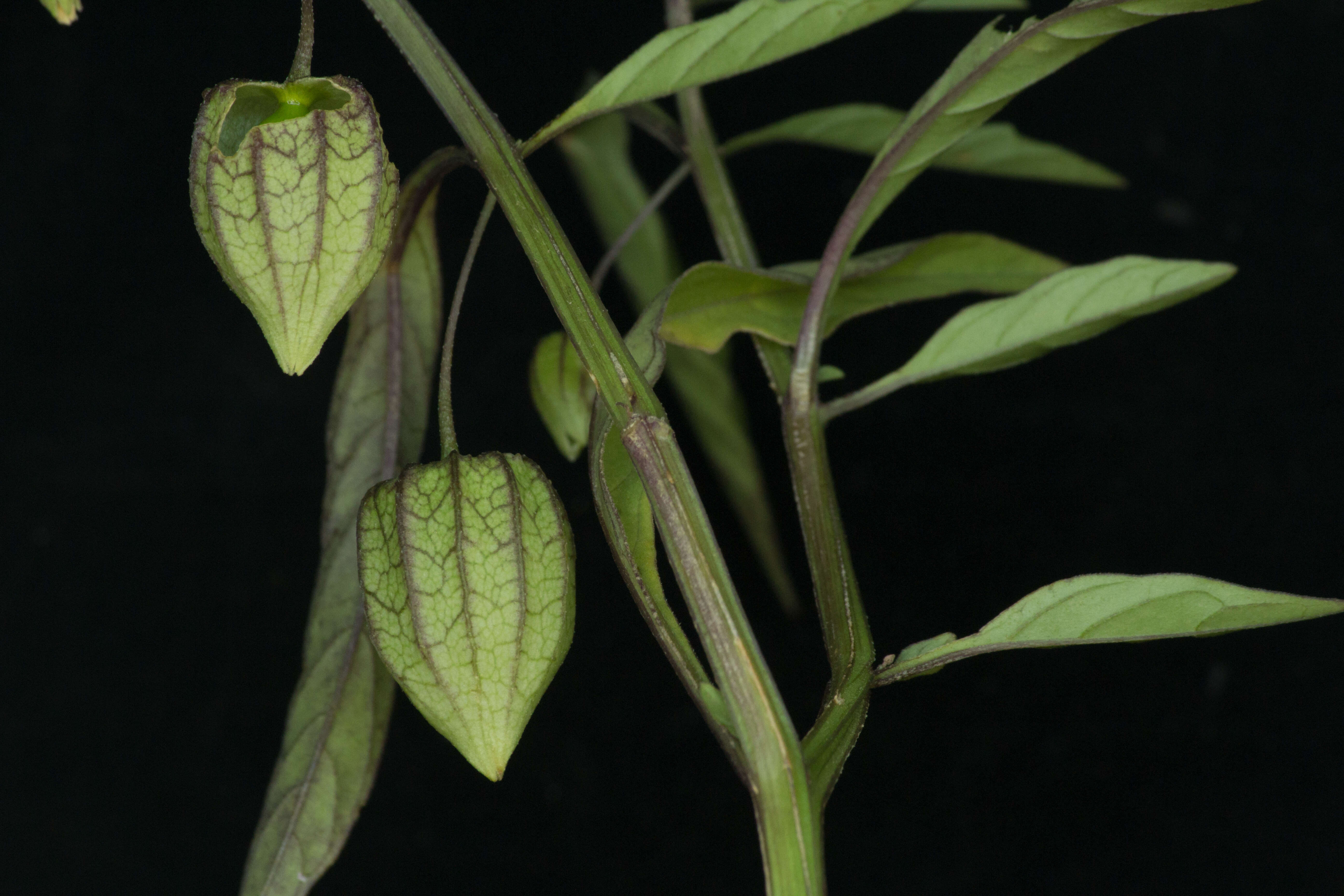 Image of cutleaf groundcherry