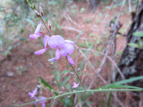 Слика од Desmodium viridiflorum DC.