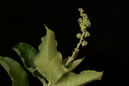 Image of Croton roxanae Croizat