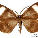Image de Myrmecophantes velata Warren 1906