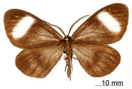 صورة Myrmecophantes velata Warren 1906