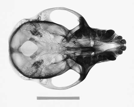 Image of Macaca fascicularis condorensis Kloss 1926