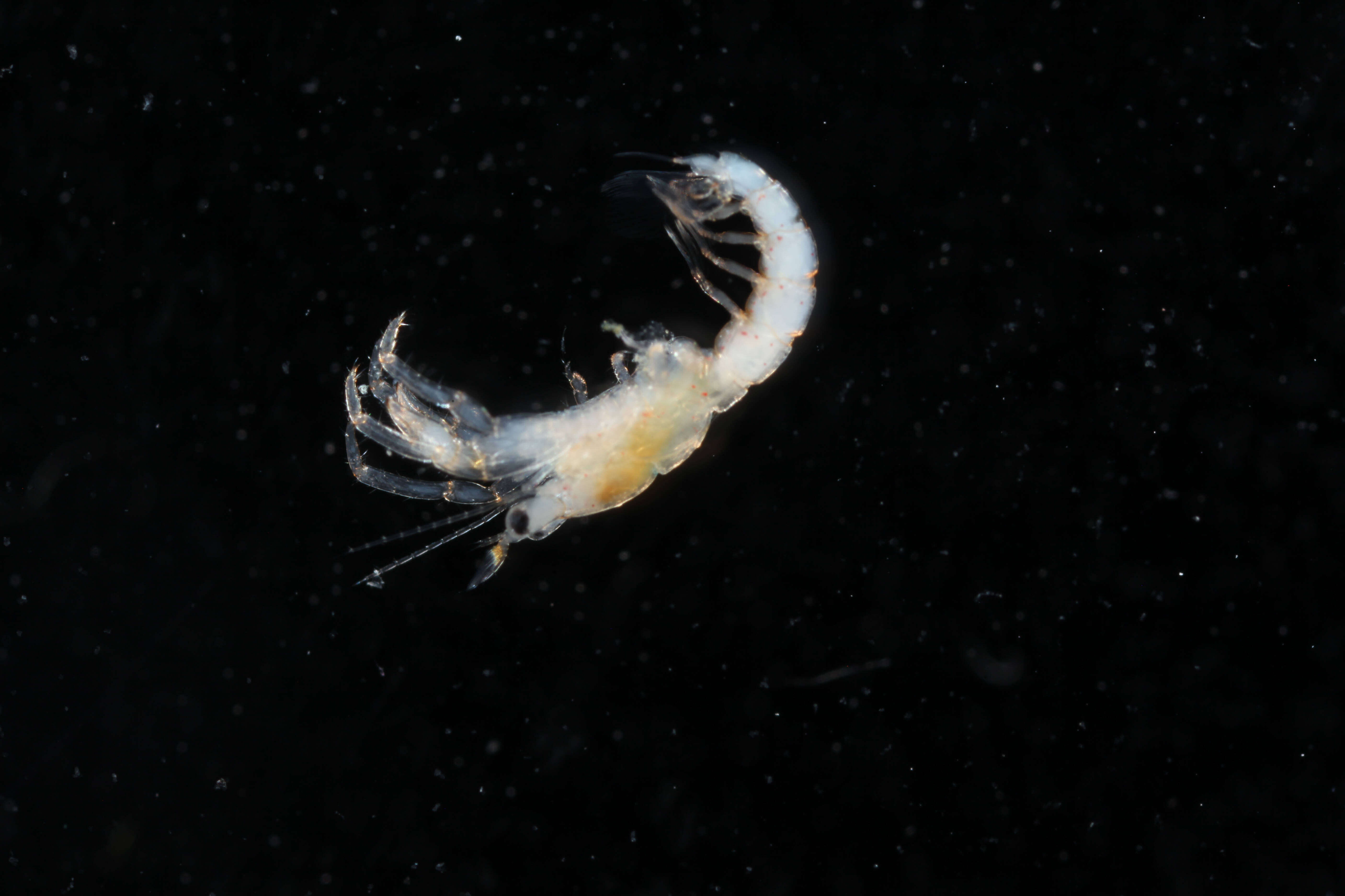 Image of blue-legged hermit crab