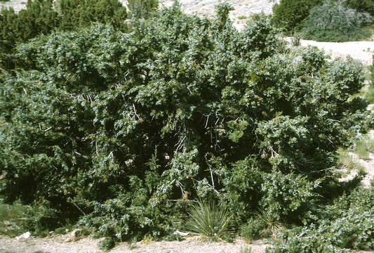 Image of oneseed juniper