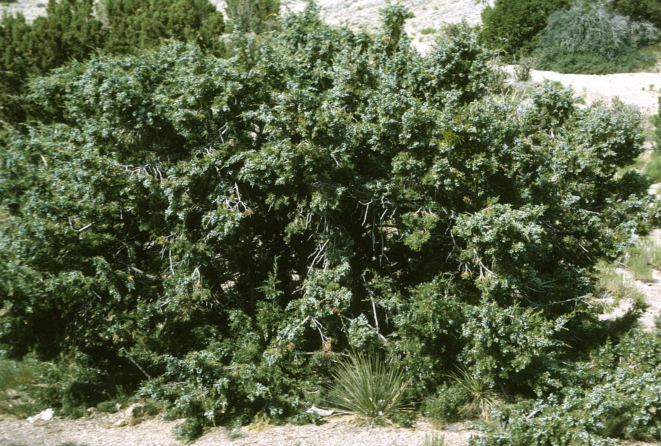 Imagem de Juniperus monosperma (Engelm.) Sarg.