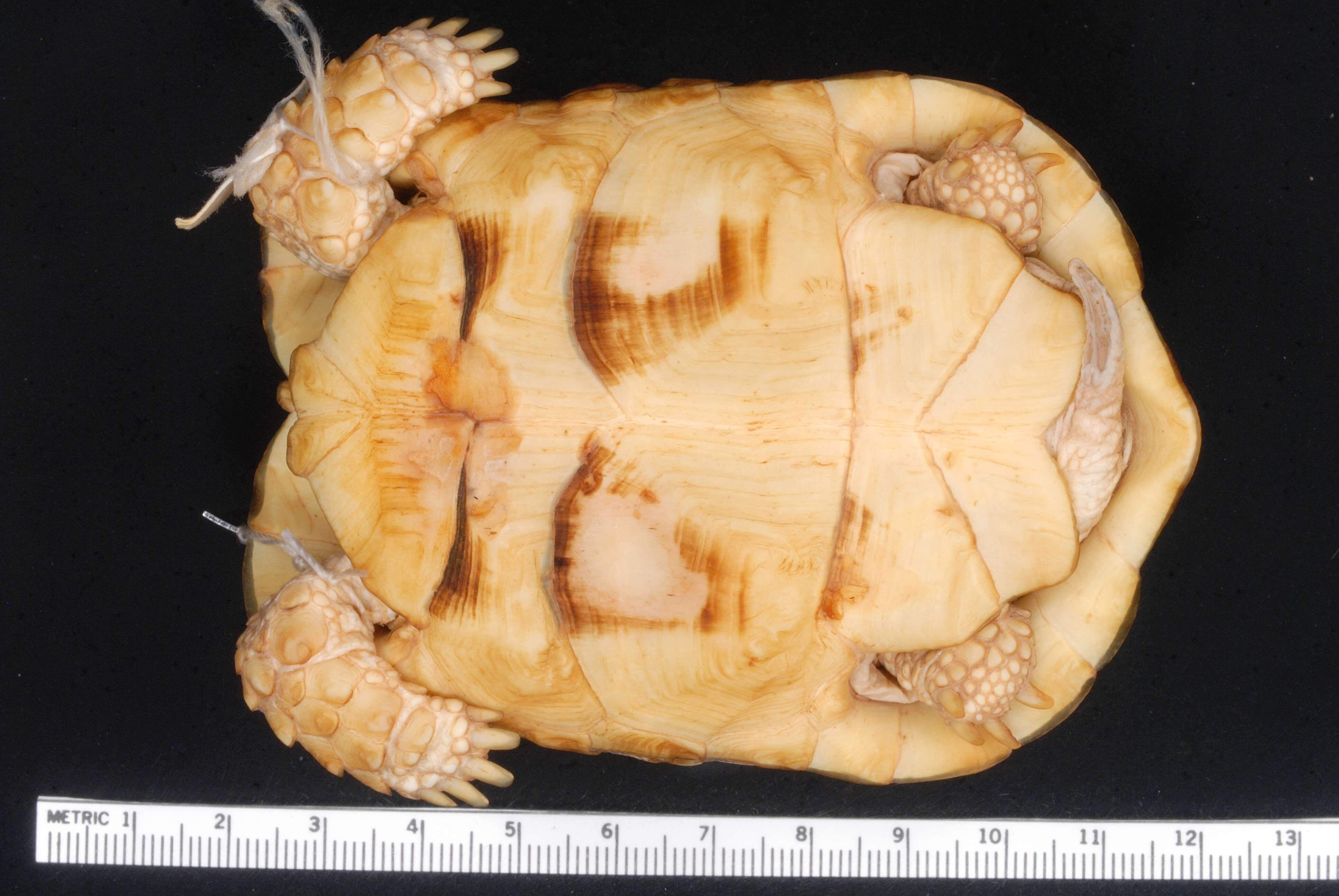 Image of Egyptian Tortoise