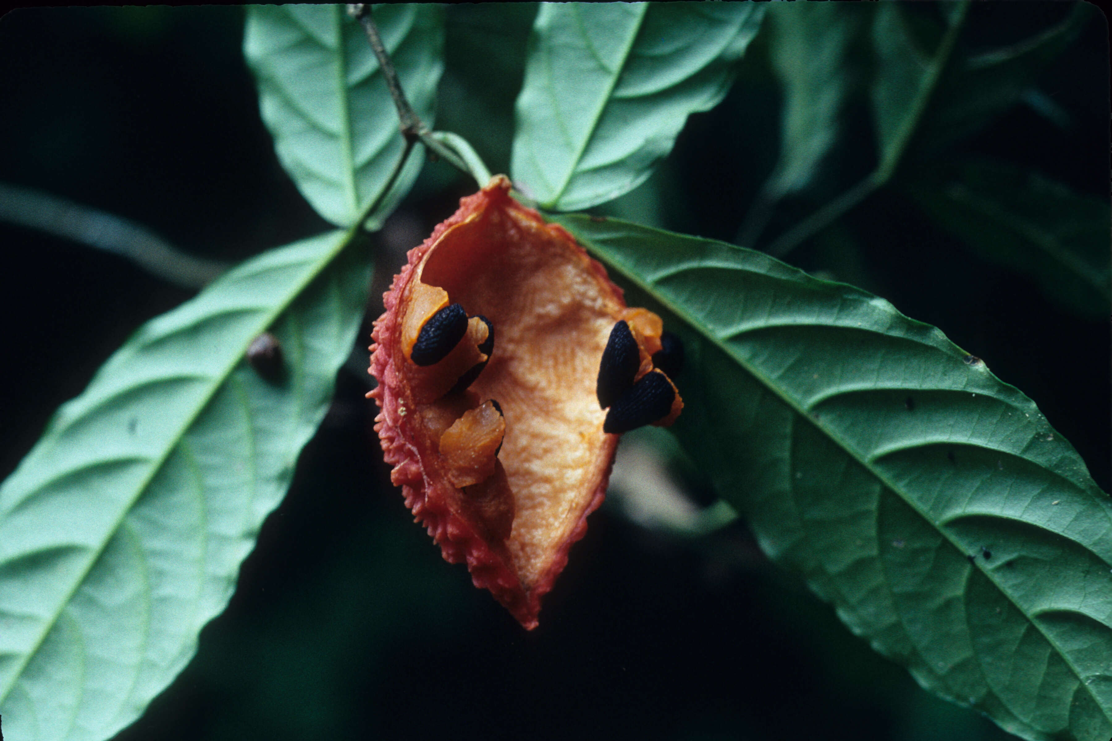 Imagem de Tabernaemontana heterophylla Vahl